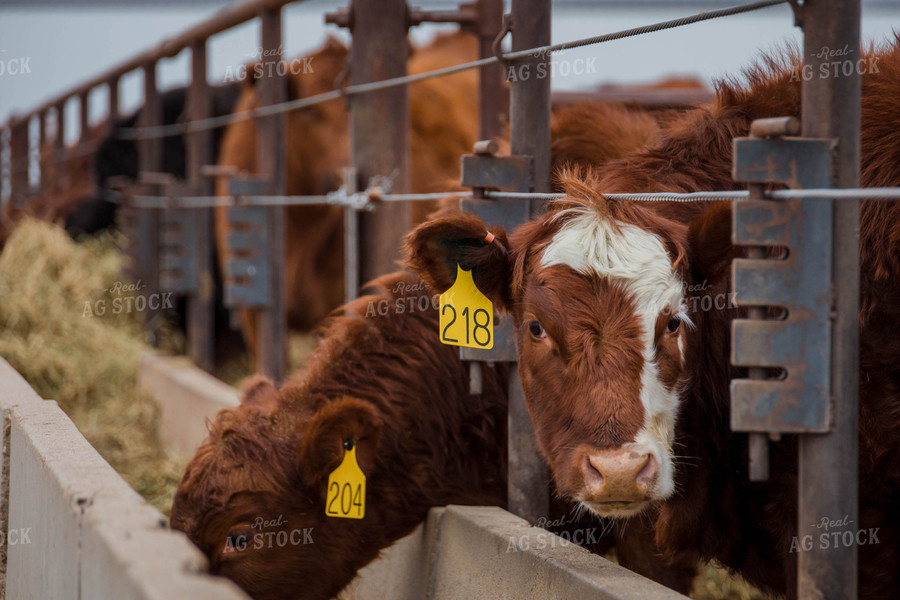 Cattle in Farmyard 97108