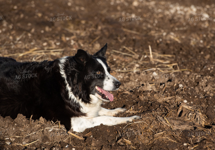 Dog Laying in Field 120001