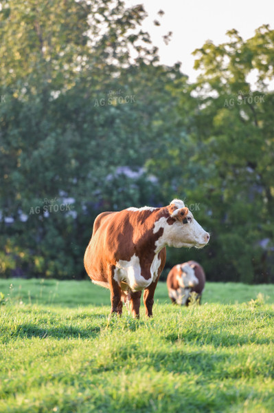Hereford Cattle in Pasture 120006