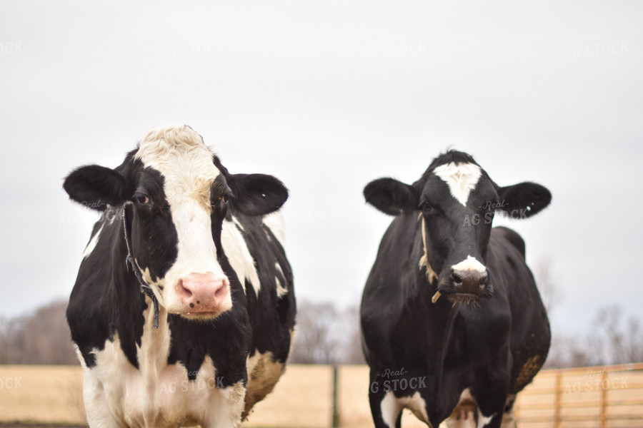 Holstein Cattle 120013