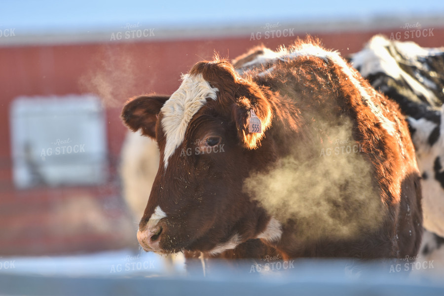 Red and White Holstein 120014