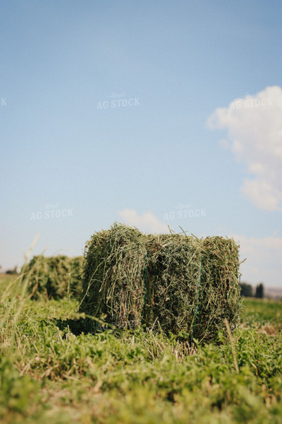 Hay Bales in Field 83074