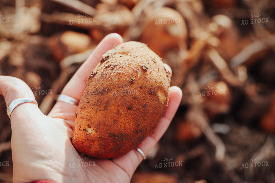 Farmer Holding Potato 83077