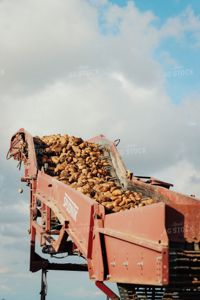 Potato Harvest 83079