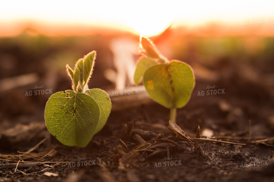 Up Close Soybean Plant 7262