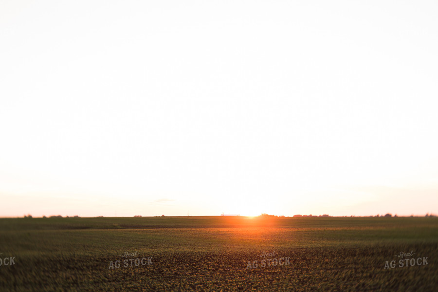 Soybean Field 7265