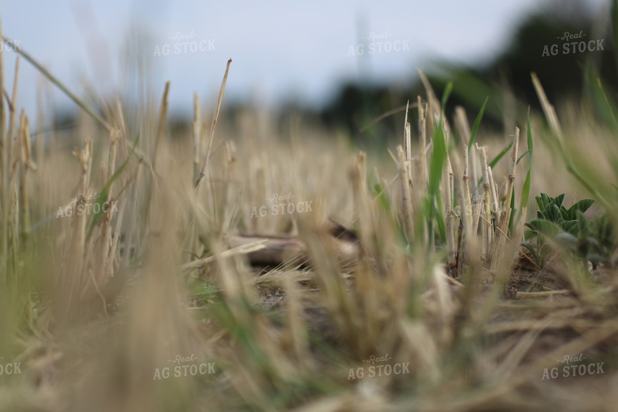 Cover Crop Emerging 82080