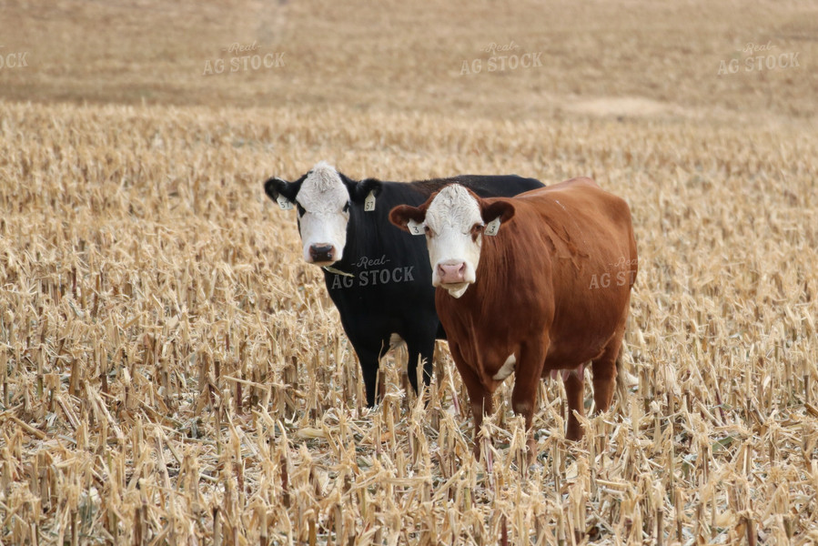 Cattle in Field 82099