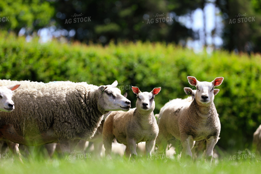 Sheep in Pasture 121015