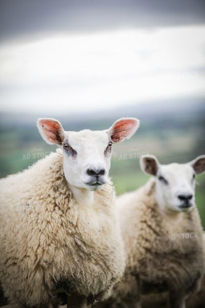 Sheep in Pasture 121017