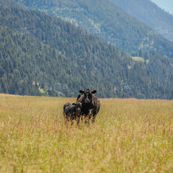 Cow and Calf in Pasture 81115