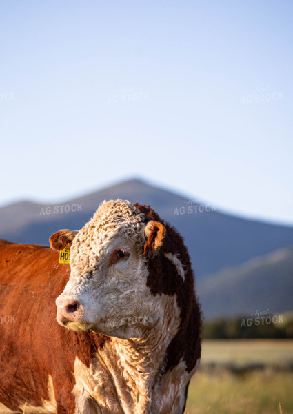 Hereford Cow in Pasture 81119