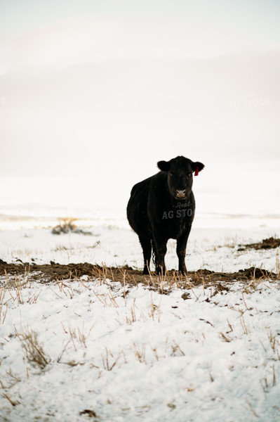 Cow in Snowy Pasture 54033