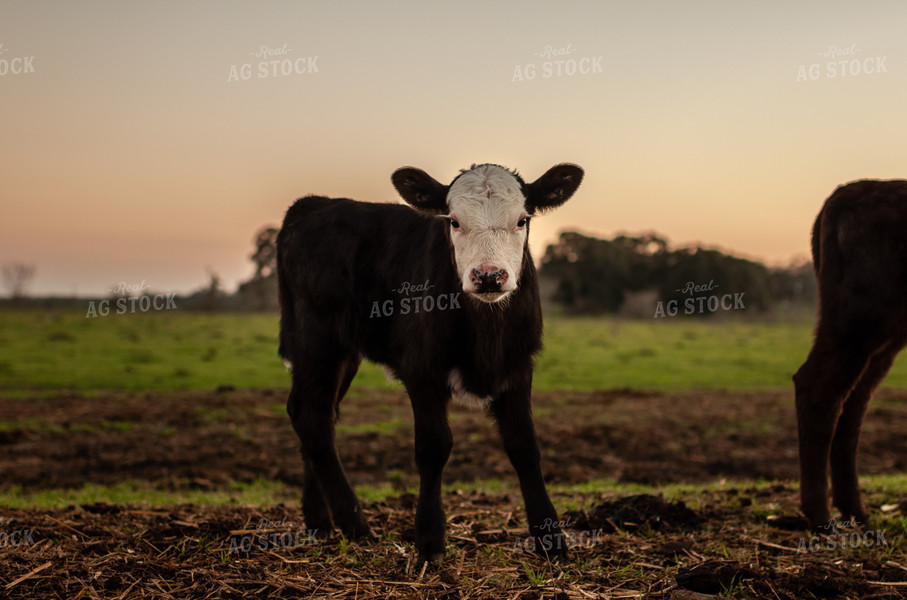 Black Baldy Calf 59083