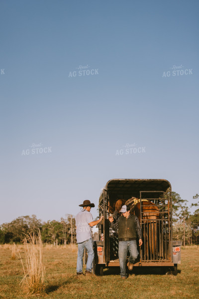 Loading Horse into Trailer 7295