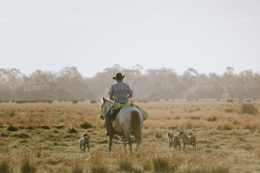 Rancher in Pasture 7303