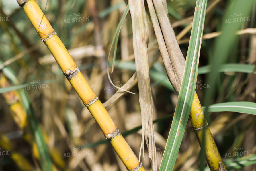 Sugar Cane Stalk 7325