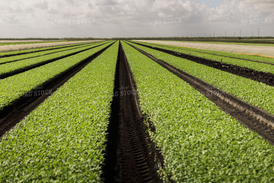 Spring Mix Lettuce Field 7337