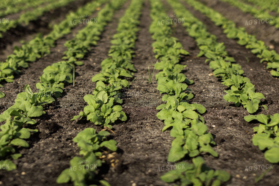 Radish Field 7343