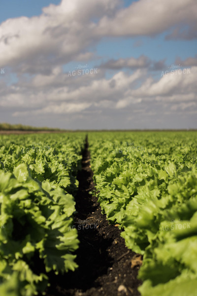 Iceberg Lettuce Field 7350