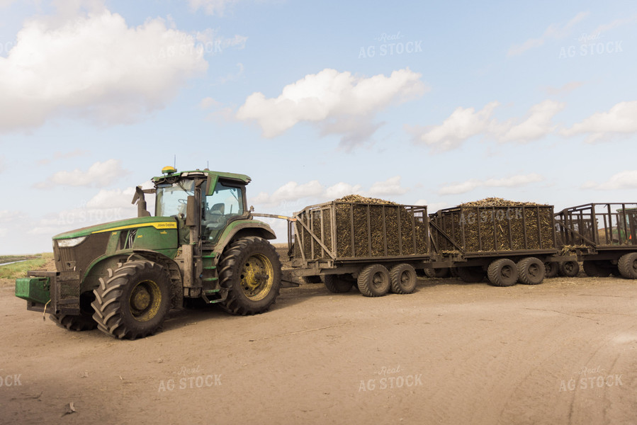 Sugar Cane Harvest 7356