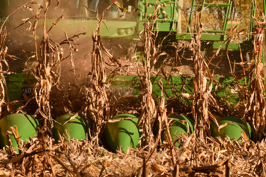 Corn Harvest 84140