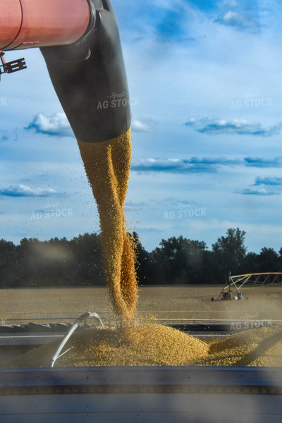 Unloading Soybeans into Semi 84143