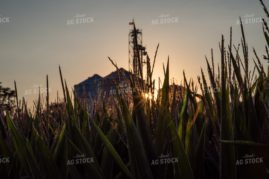 Grain Elevator Through Corn Tassels 76331