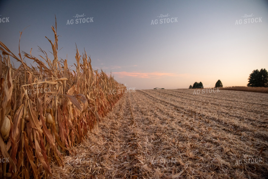 Dried Corn Field 76367