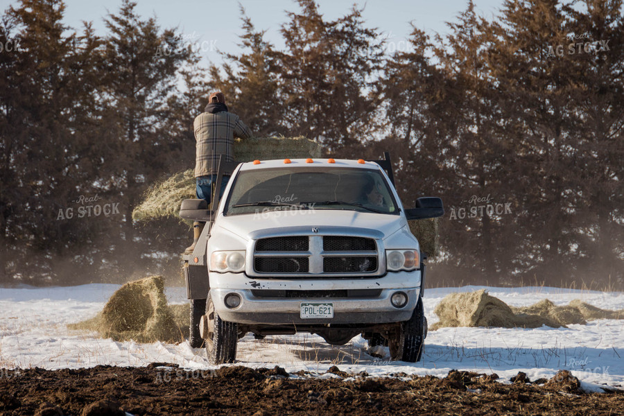 Rancher Putting Hay in Pasture 97121