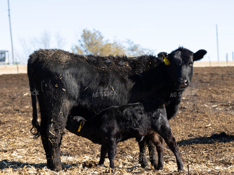 Cow Nursing Calf 70178