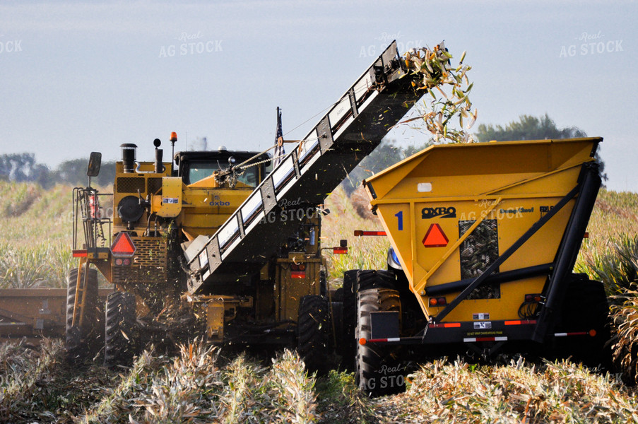 Seed Corn Harvest 103052