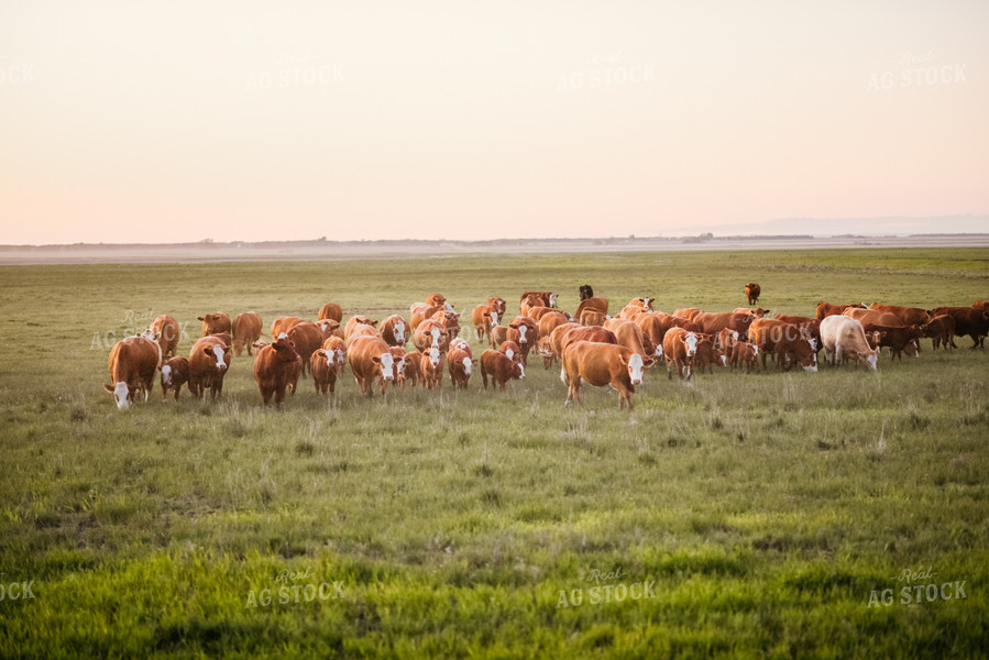 Hereford Cattle in Pasture 64261