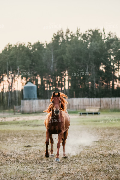 Horse in Farmyard 64294