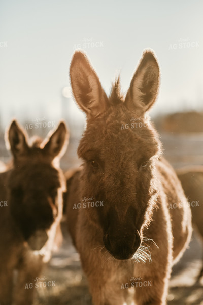 Donkeys in Farmyard 64297