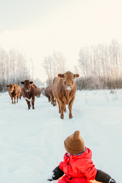 Cattle Walking in Snow 64301