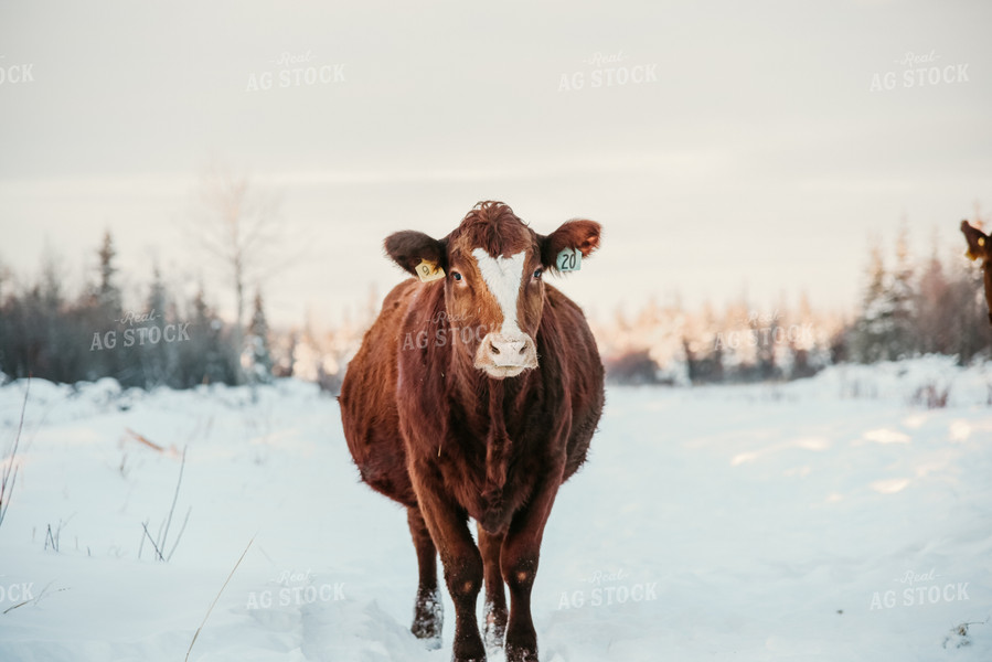 Cow in Snowy Pasture 64304