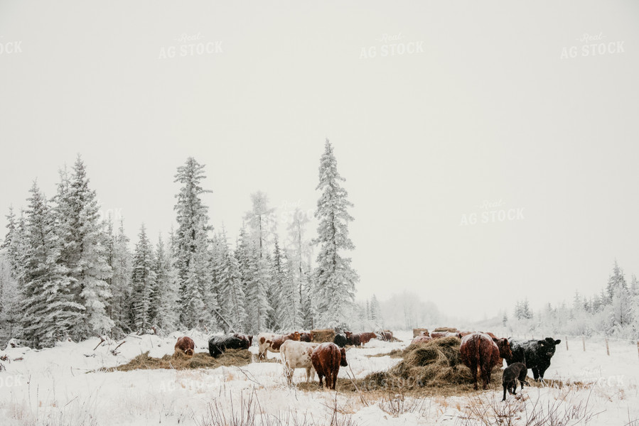 Cattle in Snowy Pasture 64315