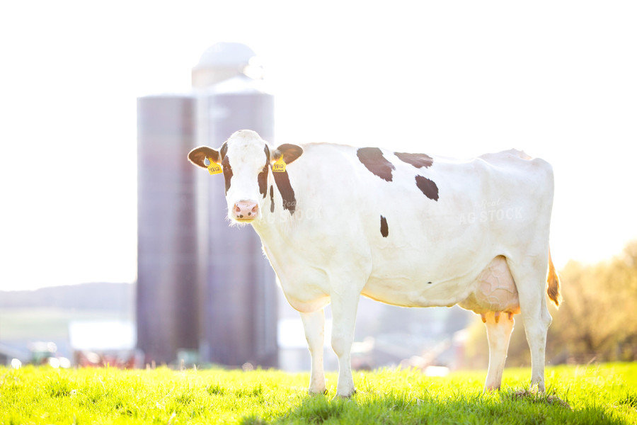 Holstein Cow in Pasture 55166