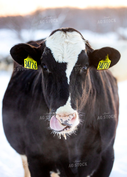 Holstein Cow in Pasture 55173