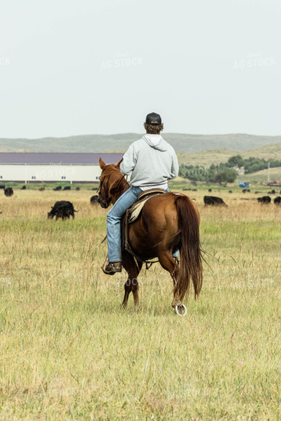 Rancher on Horse in Cattle Pasture 114058