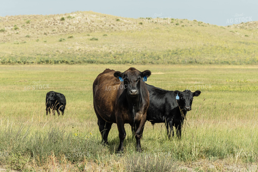 Black Angus Cattle in Pasture 114059