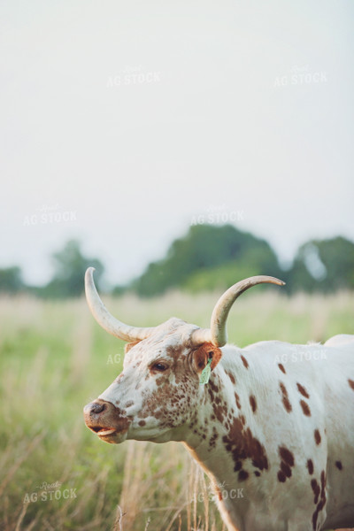 Cow in Pasture 127013