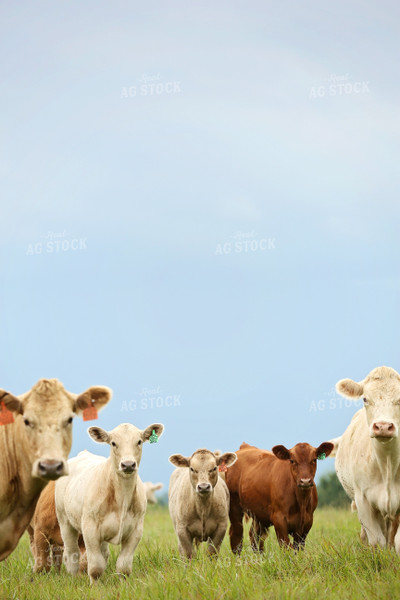 Cattle in Pasture 127017