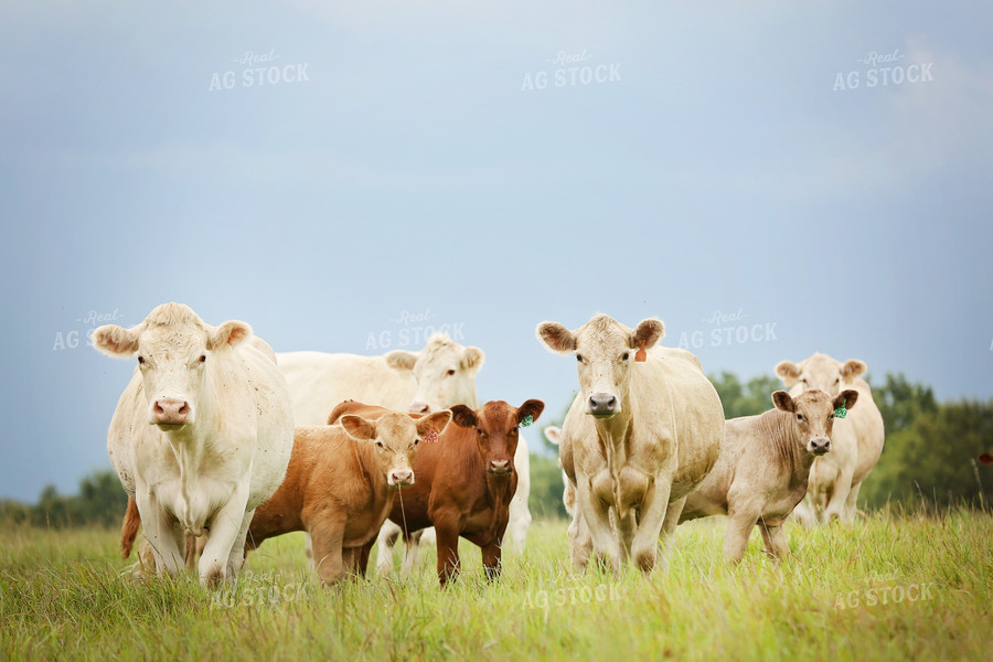 Cattle in Pasture 127020