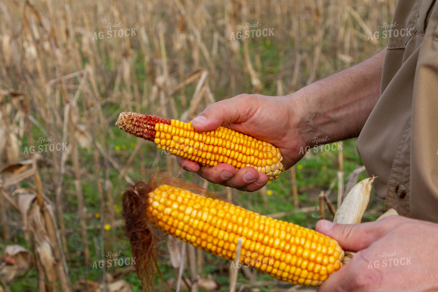 Farmer Holding Dried Ears of Field Corn 79230