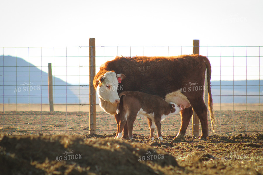 Hereford Cow and Calf Pair 78097