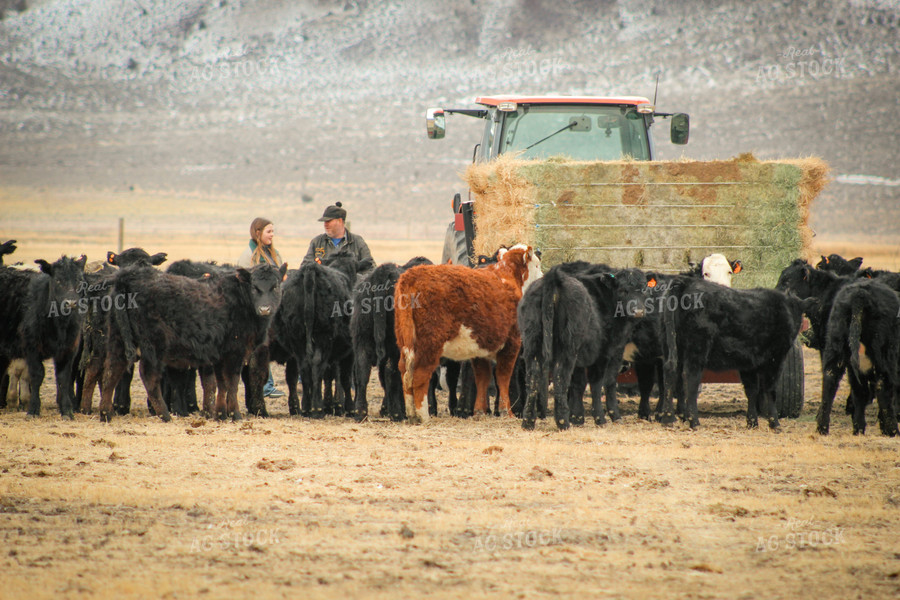 Rancher and Daughter Feeding Cattle 78123