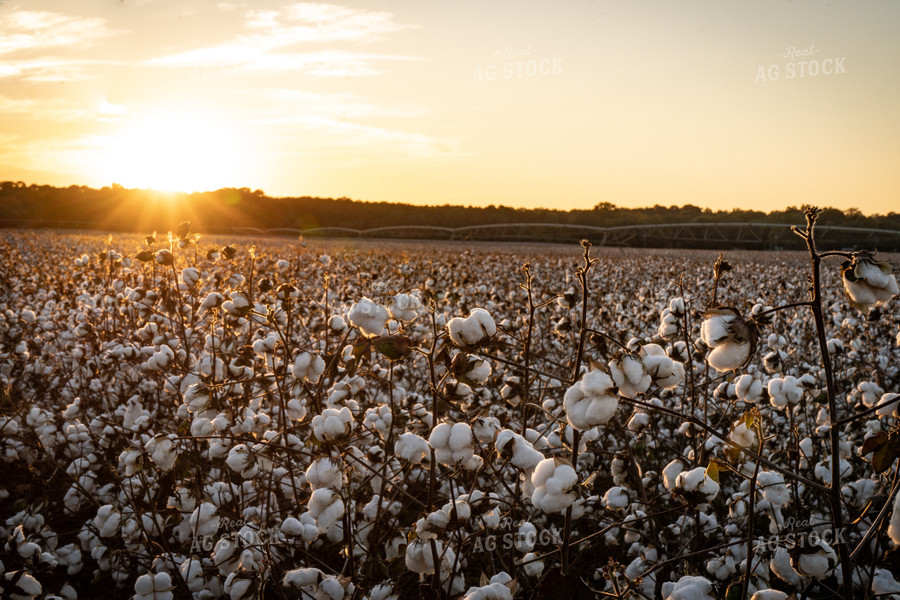 Cotton Field 128002