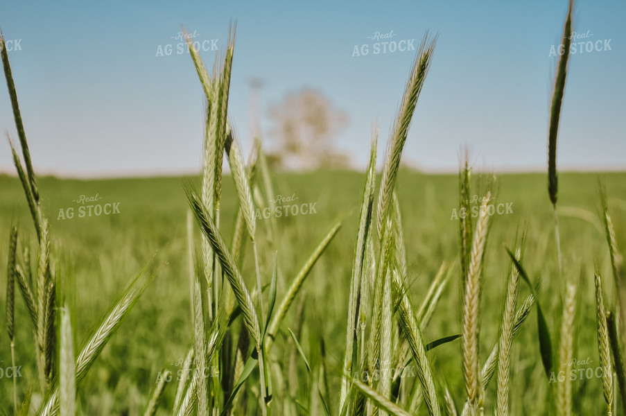 Winter Wheat Field 125030